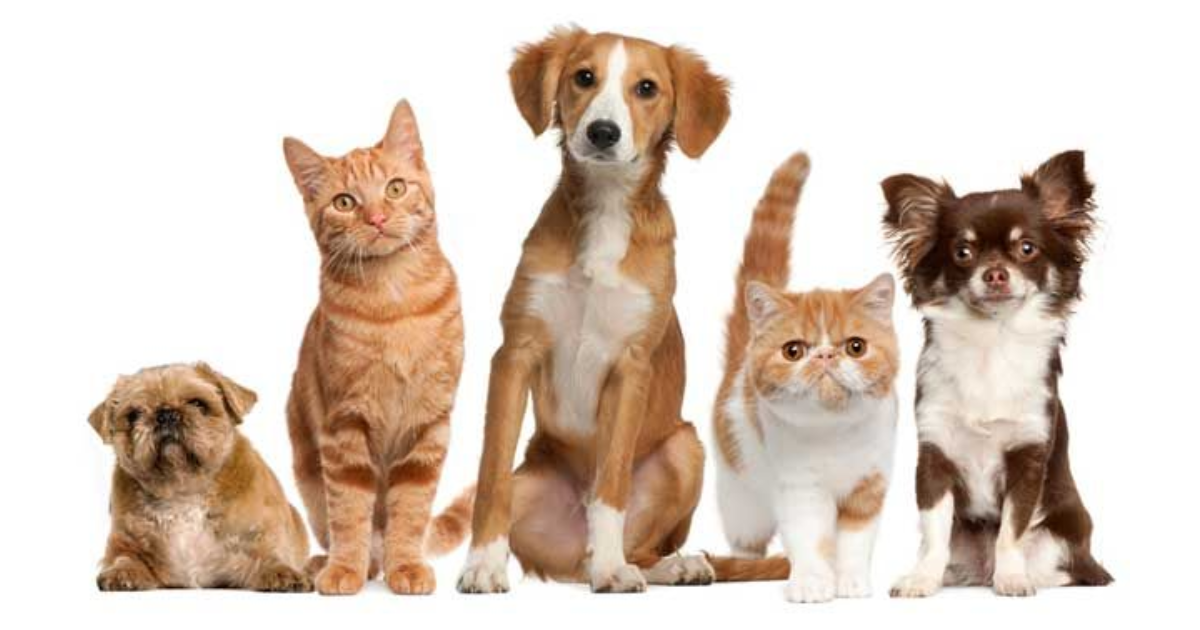 COMBO 1 DE 10 CURSOS SCHOOL PET SHOP