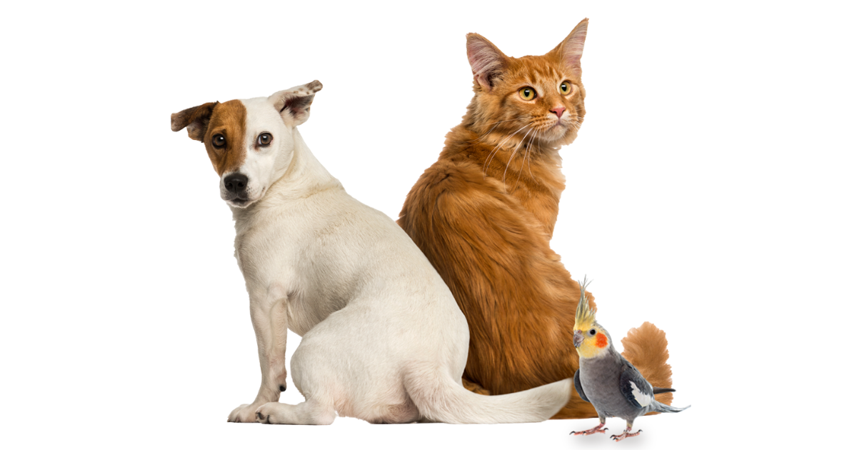 COMBO 2 DE 10 CURSOS SCHOOL PET SHOP