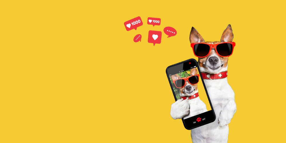Líder de Equipes em Assinaturas Delivery Pet – 96h